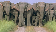 Elephants at Corbett National Park