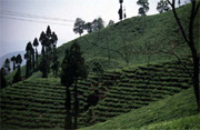 Tree Plantation in Darjeeling
