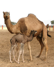 Camel breeding Farm, Bikaner