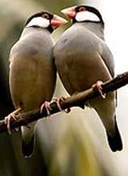 Bharatpur Bird Santuary