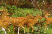 Nagarhole Wildlife Safari