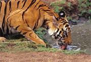 Bandhavgarh National Park