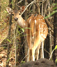 Bandhavgarh National Park