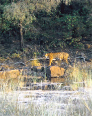 Ranthambore National Park