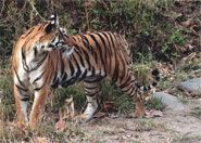 Tiger at Bandhavgarh