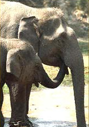 Elephants at Bandhavgarh