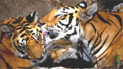 Bandhavgarh's Tigers