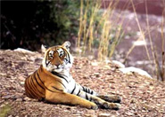 Ranthambore