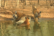 Ranthambore : Bathing Tigers