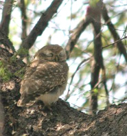 Ranthambore