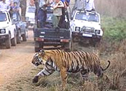 Bandhavgarh Safari