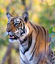 Bandhavgarh National Park