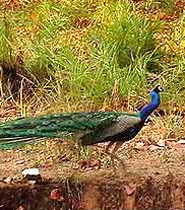 Kanha National Park