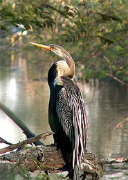 Bharatpur Bird Sanctuary