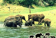 Sariska National Park