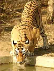 Tiger at Ranthambore National Park