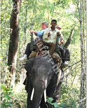 Elephant ride at Bandhavgarh National Park