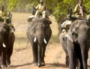 Elephant Safari at Bandhavgarh