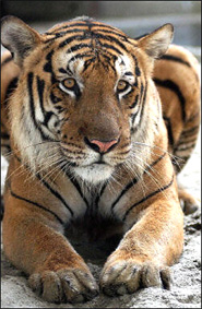 Royal Bengal Tigers at Bandhavgarh