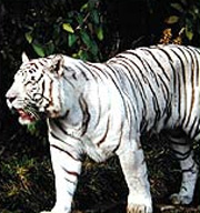 White Tiger at Bandhavgarh