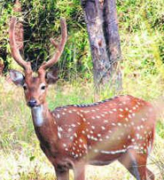 Bandhavgarh