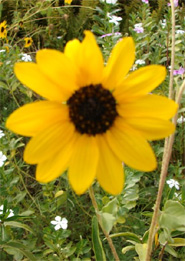 Flora In Bandhavgarh