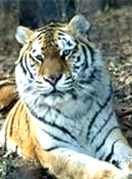 Bandhavgarh National Park